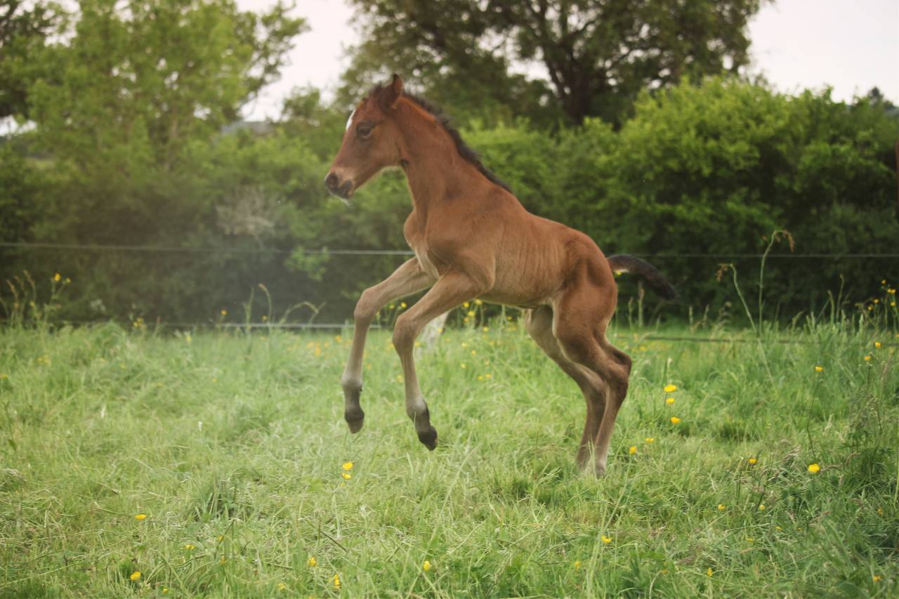 Potro Anglo-Normando En venta 2025 Bayo por laumae de bessay