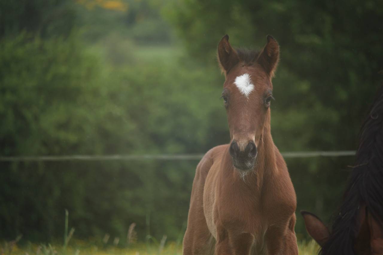 Potro Anglo-Normando En venta 2025 Bayo por laumae de bessay