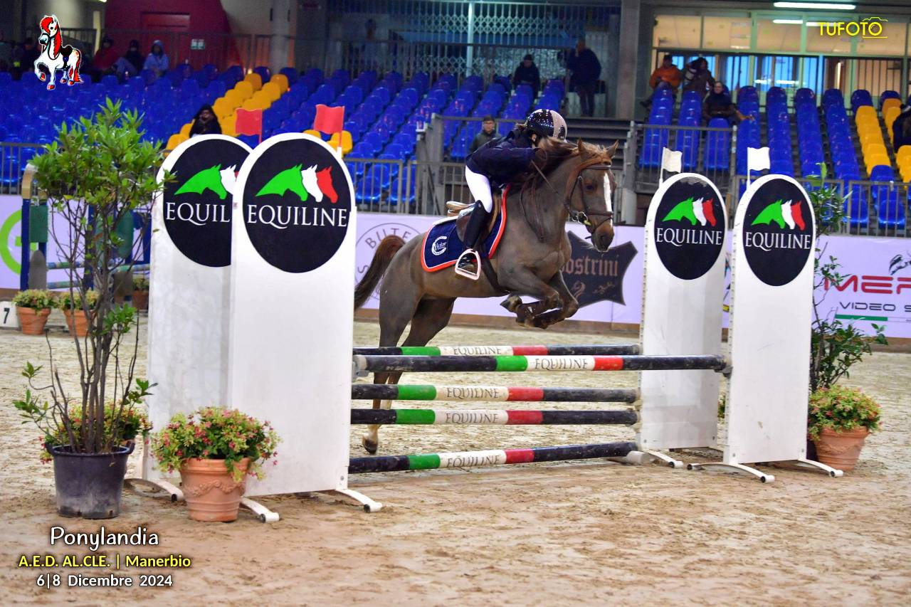 Yegua Otra Raza de Poni En venta 2009 Alazán tostado