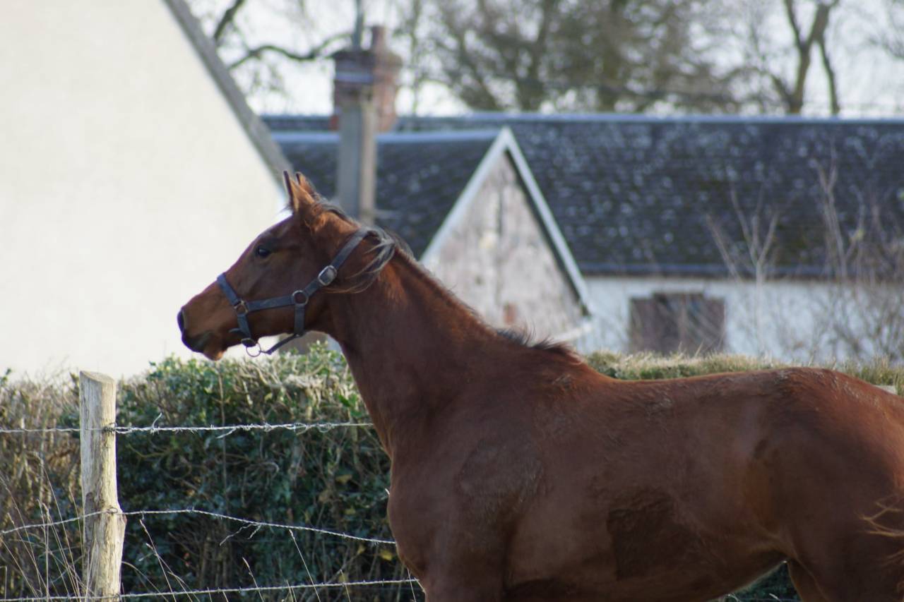 Yegua Silla Francés En venta 2024 Bayo por Cooper van’t Heffinck