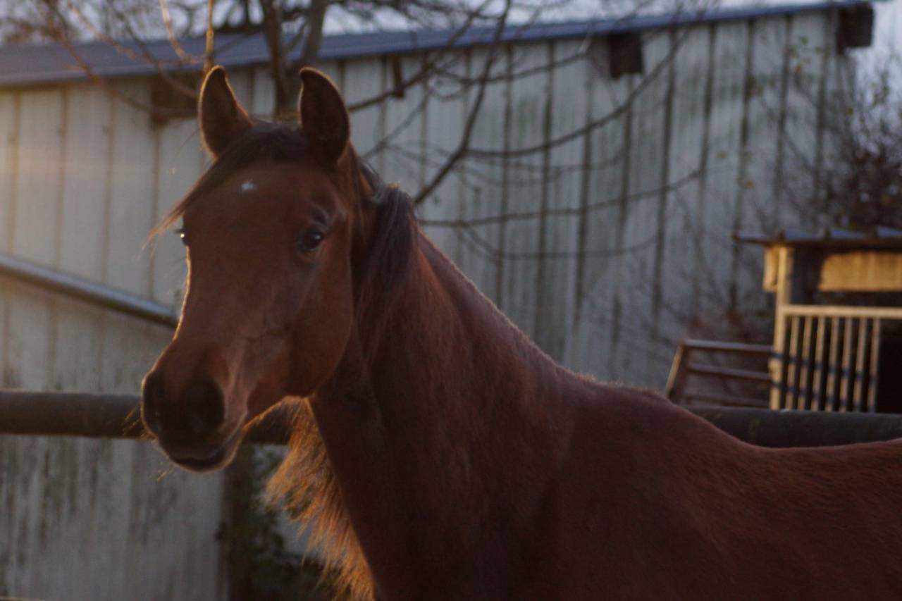 Yegua Silla Francés En venta 2024 Bayo por Cooper van’t Heffinck