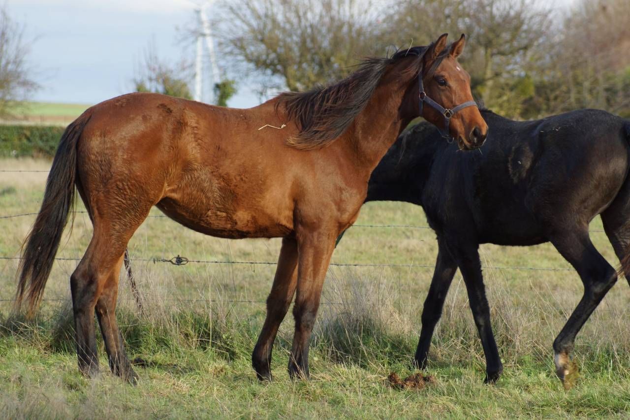 Yegua Silla Francés En venta 2024 Bayo por Cooper van’t Heffinck