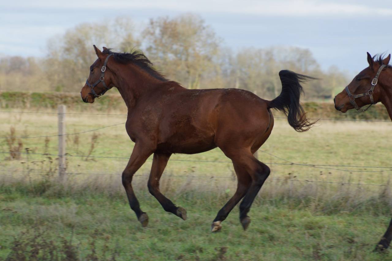 Yegua Silla Francés En venta 2024 Bayo por Cooper van’t Heffinck