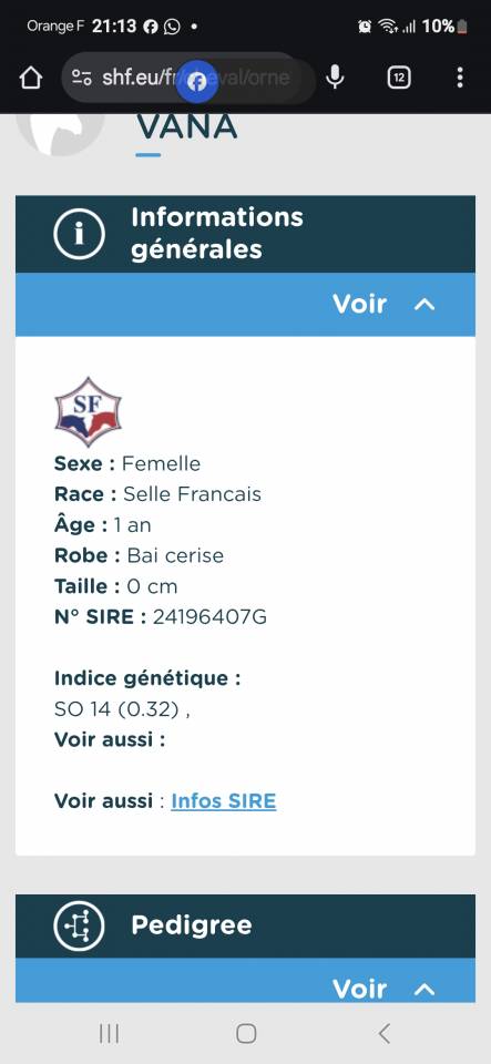 Yegua Silla Francés En venta 2024 Bayo por Cooper van’t Heffinck