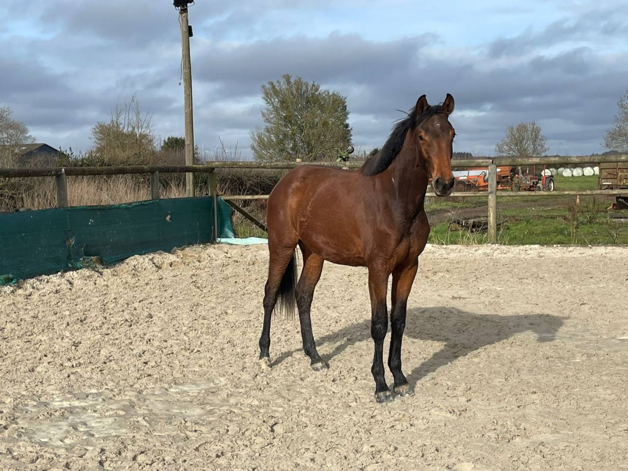 Yegua Silla Franc&eacute;s En venta 2024 Bayo por Cooper van&rsquo;t Heffinck