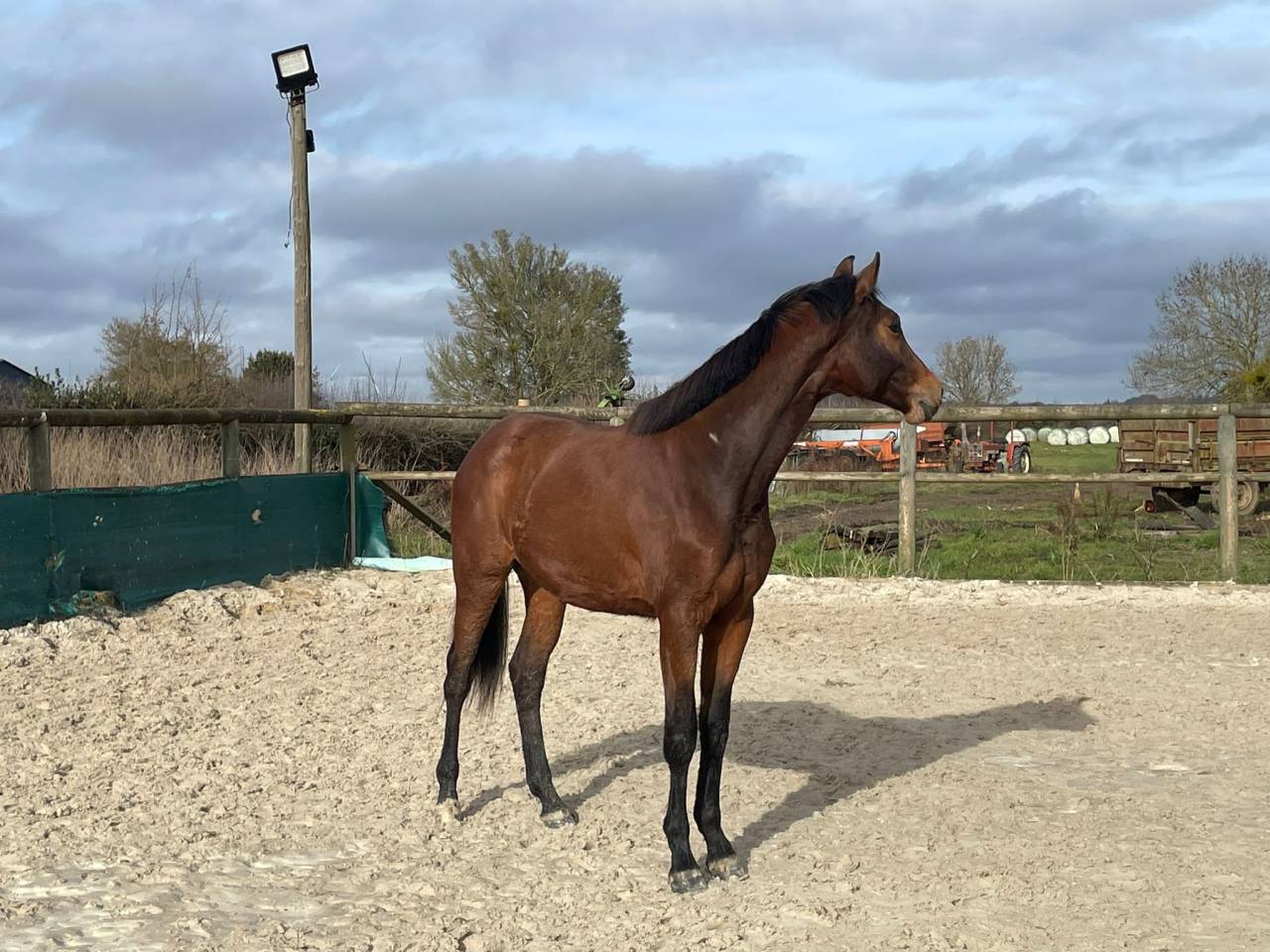 Yegua Silla Franc&eacute;s En venta 2024 Bayo por Cooper van&rsquo;t Heffinck