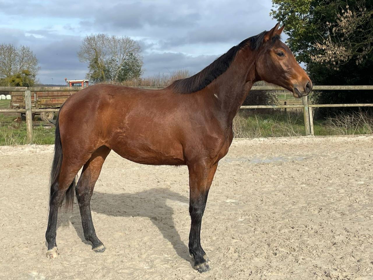 Yegua Silla Franc&eacute;s En venta 2024 Bayo por Cooper van&rsquo;t Heffinck