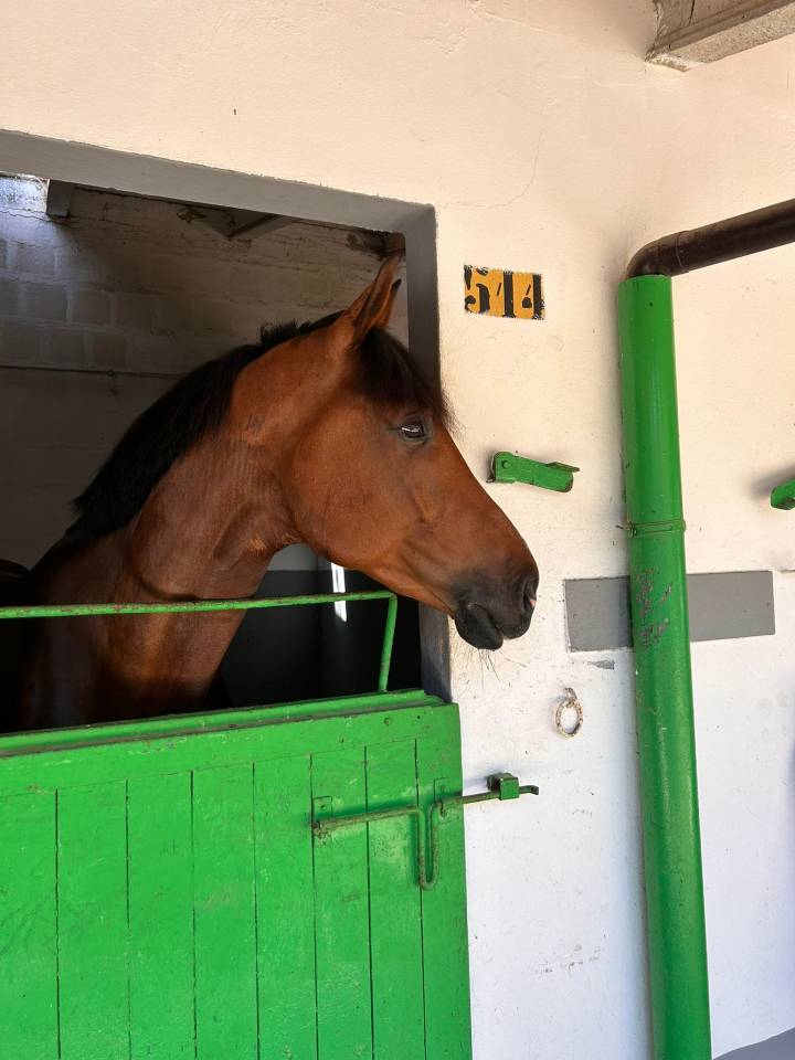 Caballo castrado sBs Caballo de Deporte Belga En venta 2019 Bayo por Heraldik Sitte