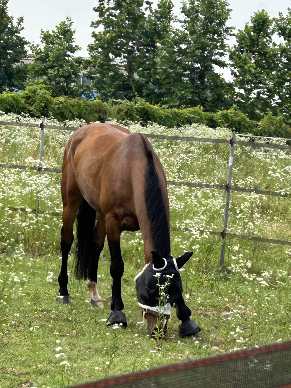 Caballo castrado sBs Caballo de Deporte Belga En venta 2019 Bayo por Heraldik Sitte