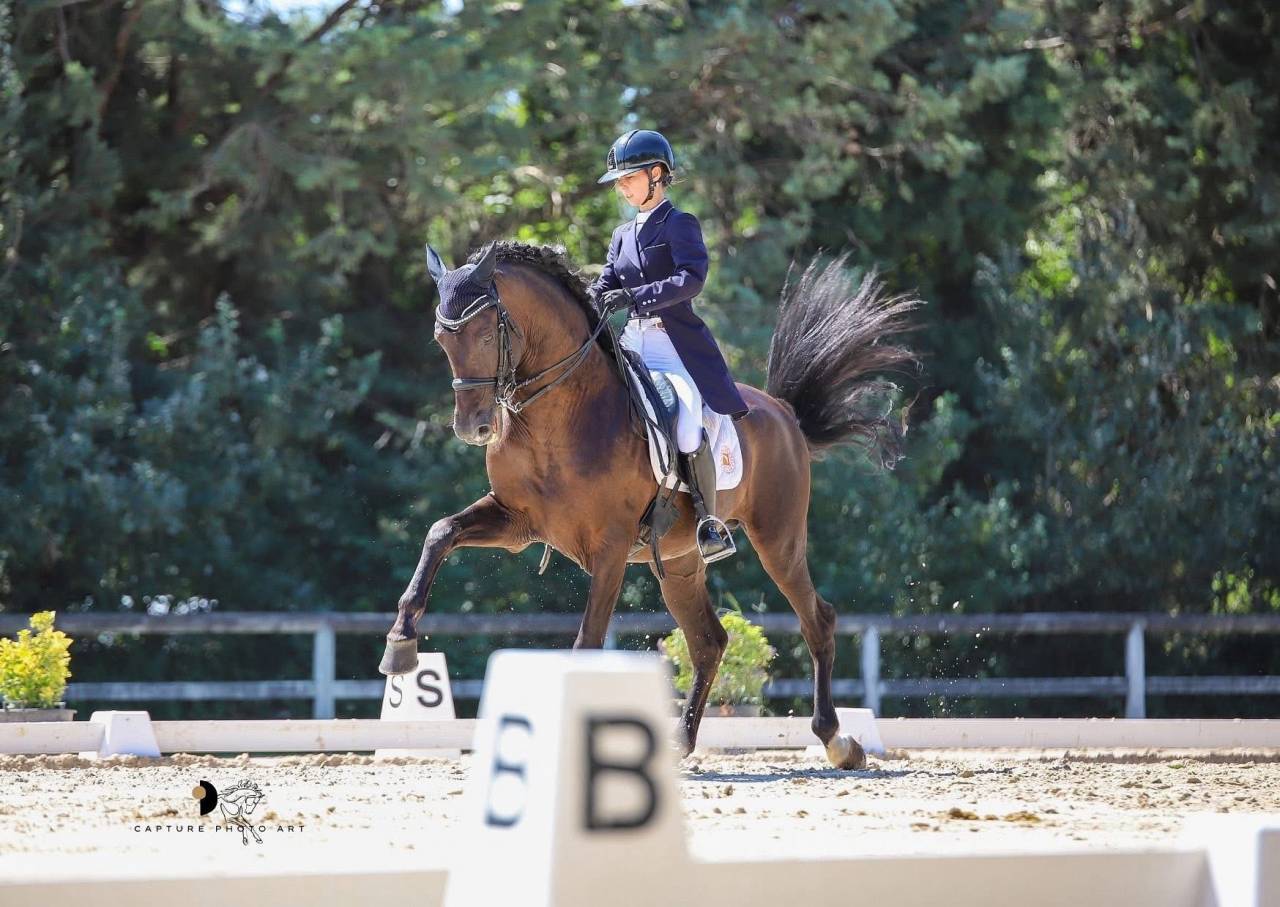 Caballo entero PRE Pura Raza Española En venta 2011 Negro