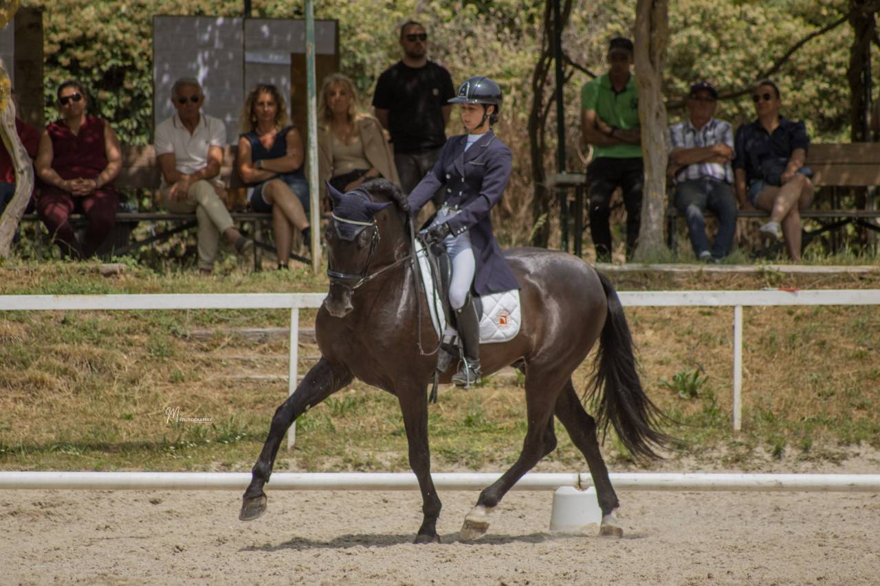 Caballo entero PRE Pura Raza Española En venta 2011 Negro