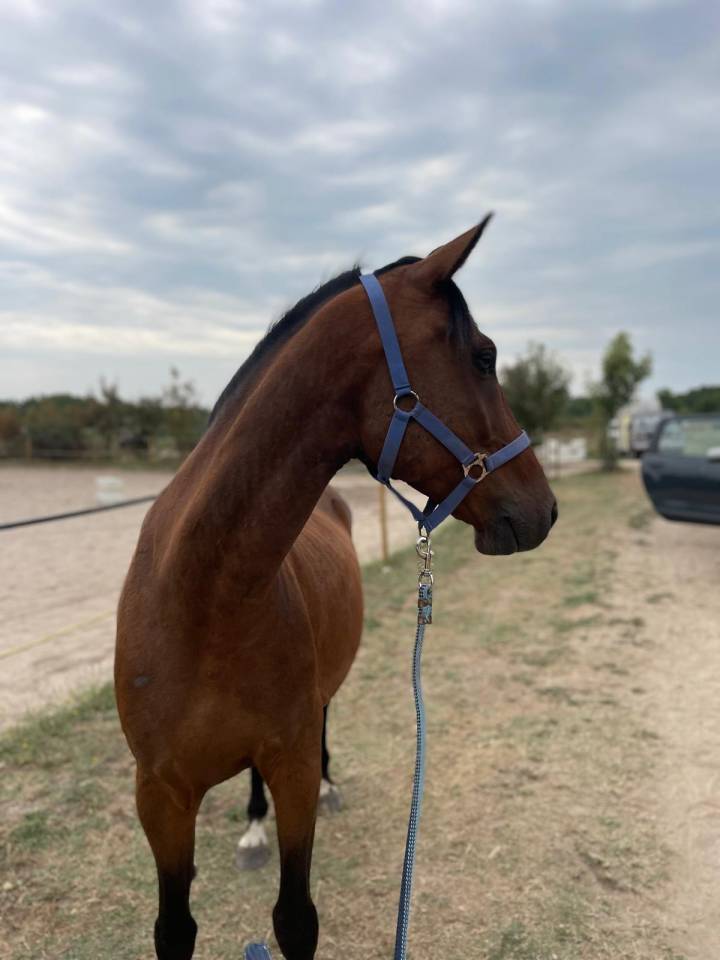 Caballo castrado Origine Constatée En venta 2019 Bayo