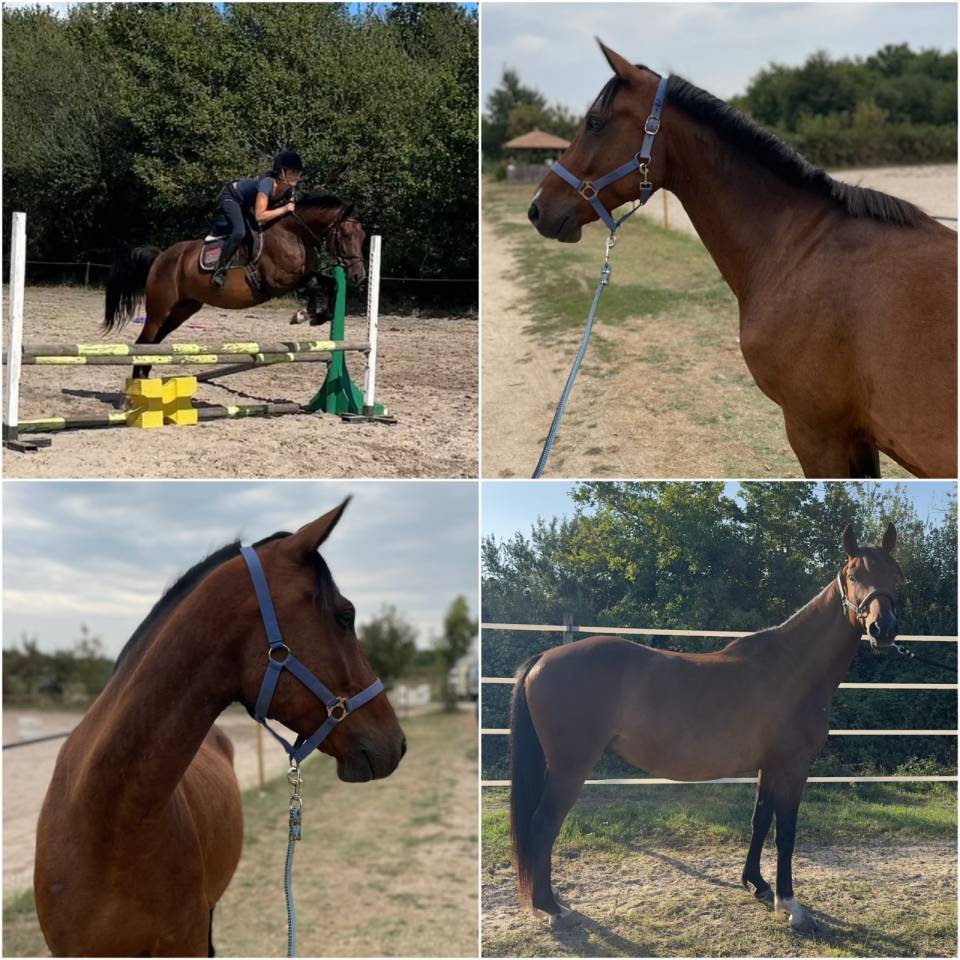 Caballo castrado Origine Constatée En venta 2019 Bayo