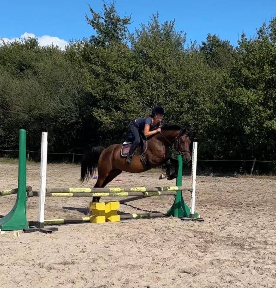 Caballo castrado Origine Constatée En venta 2019 Bayo