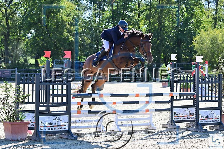 Yegua Silla Francés En venta 2018 Bayo