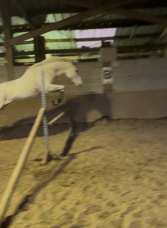 Yegua Pura Sangre En venta 2014 Tordo por Reliable Man