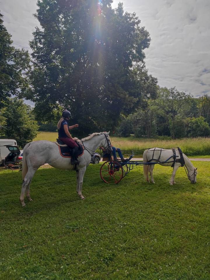 Yegua Pura Sangre En venta 2014 Tordo por Reliable Man