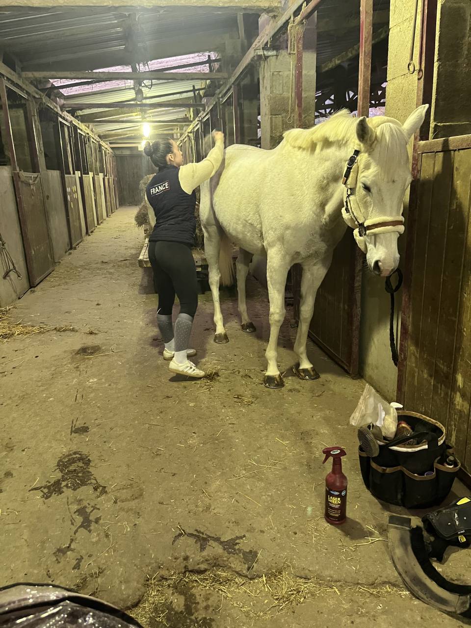 Yegua Pura Sangre En venta 2014 Tordo por Reliable Man