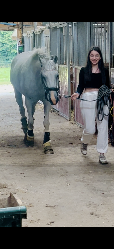 Yegua Pura Sangre En venta 2014 Tordo por Reliable Man