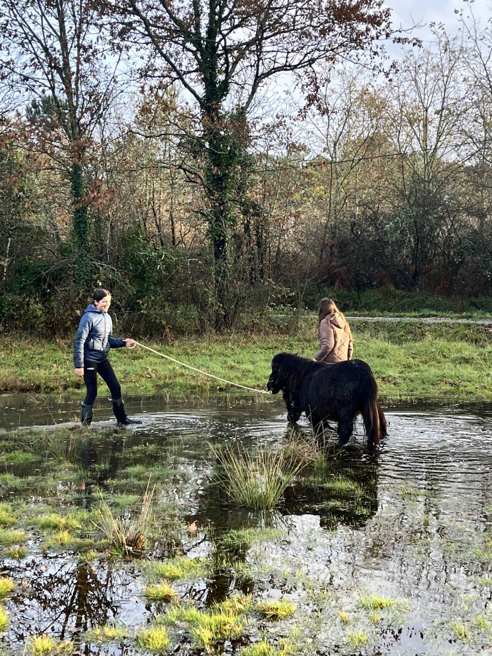 Potranca Shetland En venta 2023 Bayo moreno por CROMIGNON D'ALIX