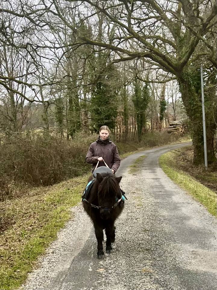 Potranca Shetland En venta 2023 Bayo moreno por CROMIGNON D'ALIX