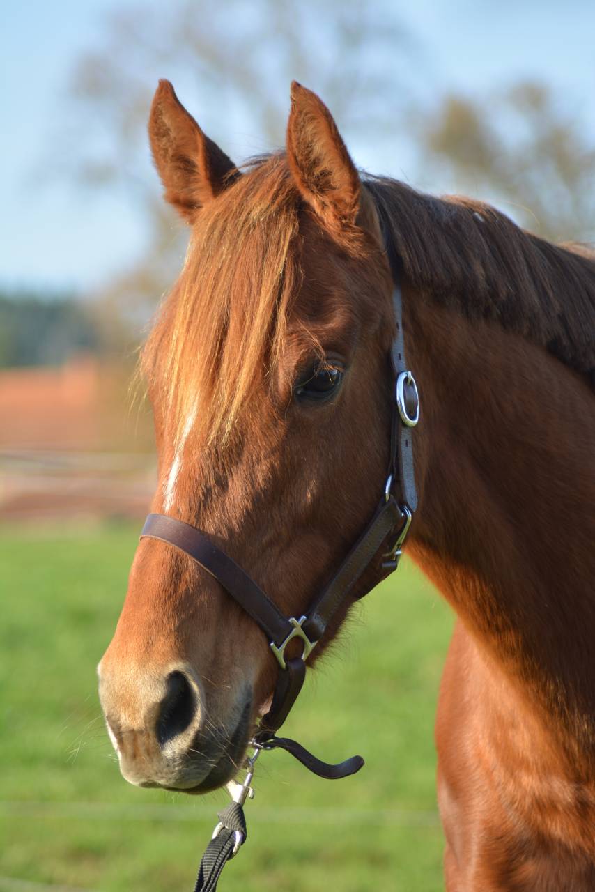 Yegua Pura Sangre Inglés En venta 2021 Alazán