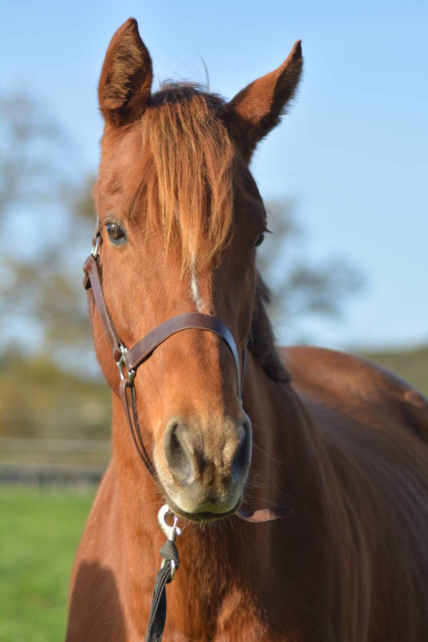 Yegua Pura Sangre Inglés En venta 2021 Alazán