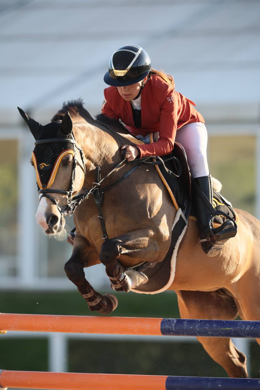 Yegua PFS Poni Françés de Silla En venta 2014 Bayo