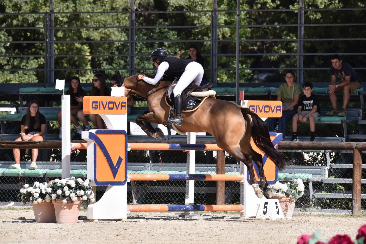 Yegua PFS Poni Françés de Silla En venta 2014 Bayo