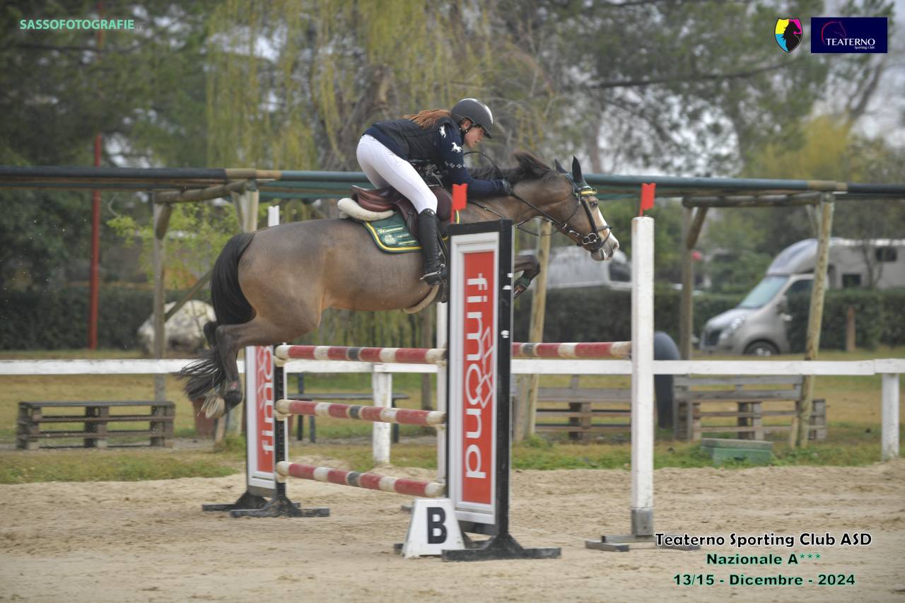 Yegua PFS Poni Françés de Silla En venta 2014 Bayo