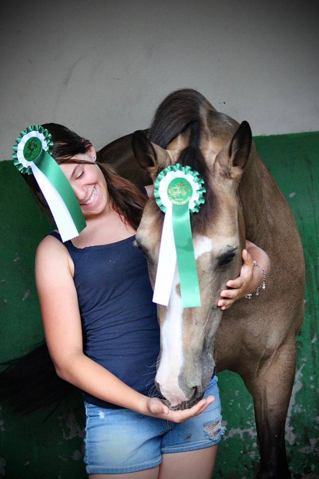 Yegua PFS Poni Françés de Silla En venta 2014 Bayo