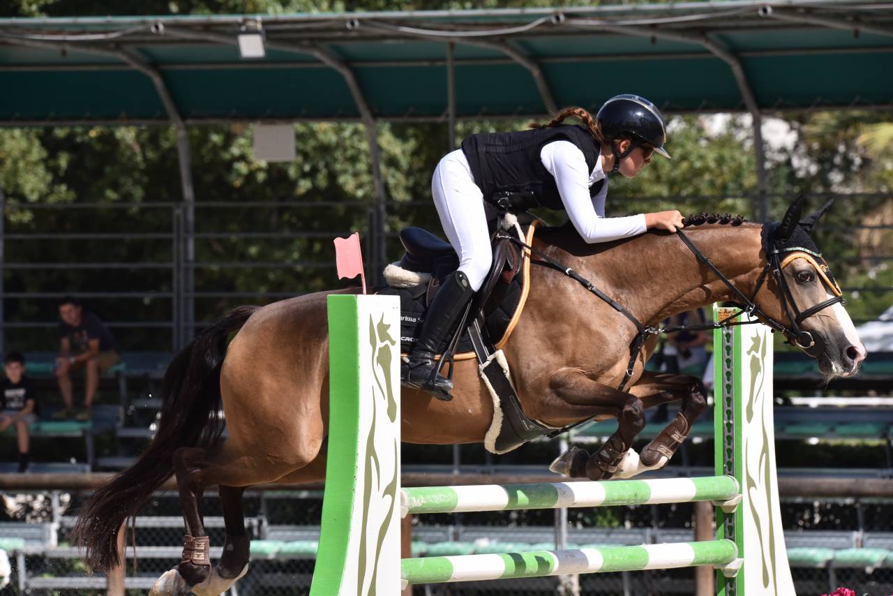 Yegua PFS Poni Françés de Silla En venta 2014 Bayo