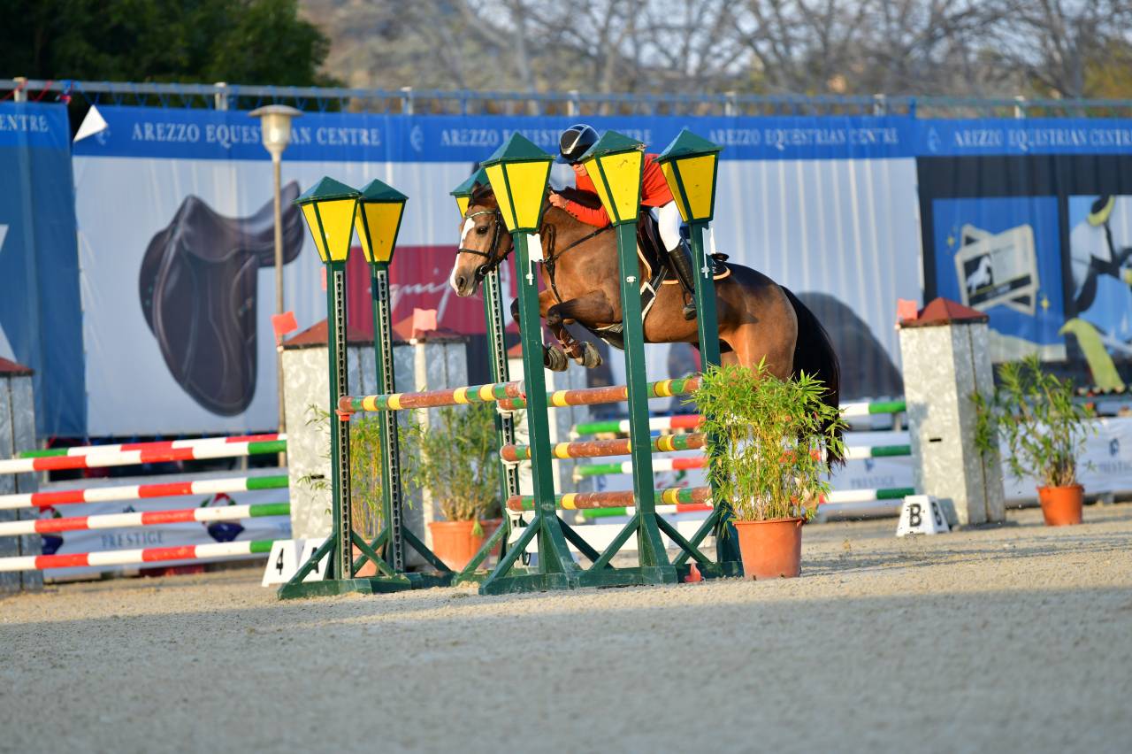 Yegua PFS Poni Françés de Silla En venta 2014 Bayo