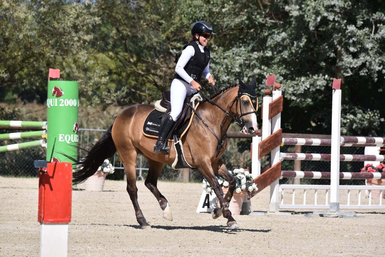 Yegua PFS Poni Françés de Silla En venta 2014 Bayo