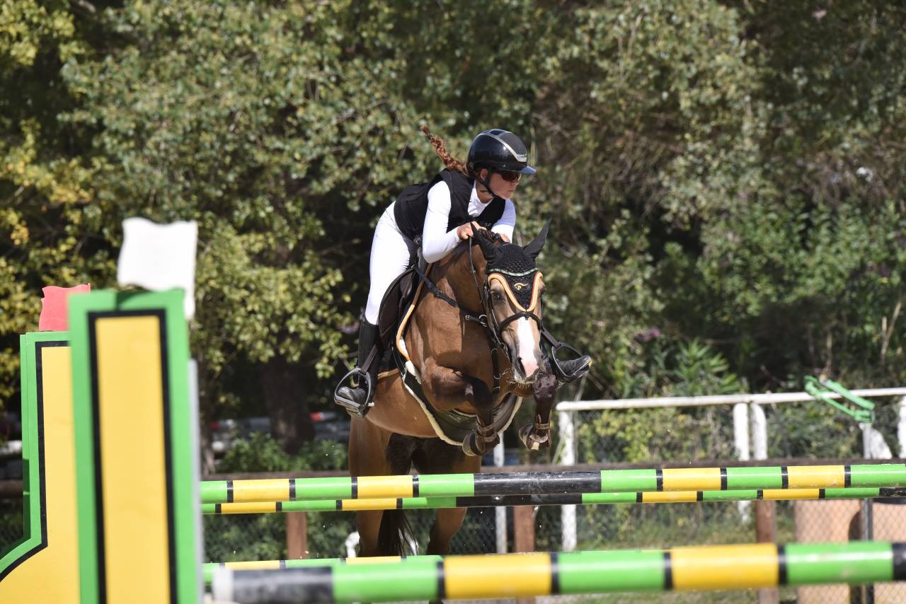 Yegua PFS Poni Françés de Silla En venta 2014 Bayo