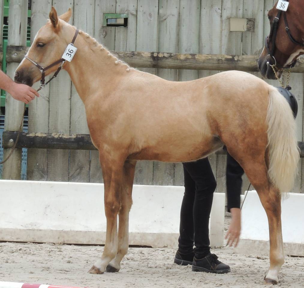 Caballo entero Welsh Part Bred En venta 2025 Palomino por Cremell&rsquo;aux Lays