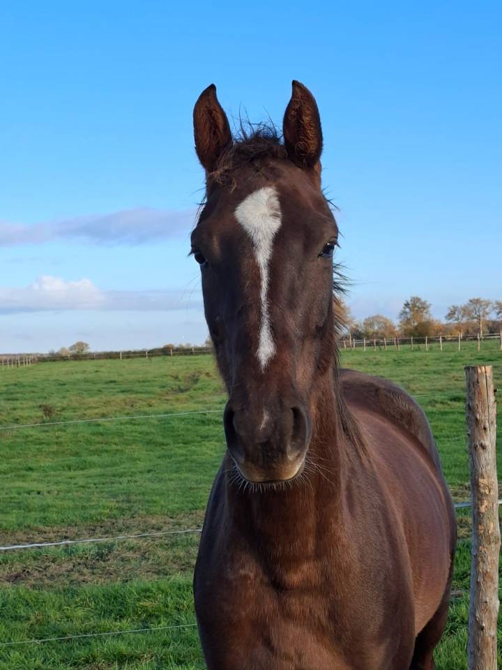 Yegua Silla Francés En venta 2023 Alazán tostado por D’avie