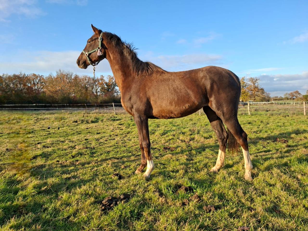 Yegua Silla Francés En venta 2023 Alazán tostado por D’avie