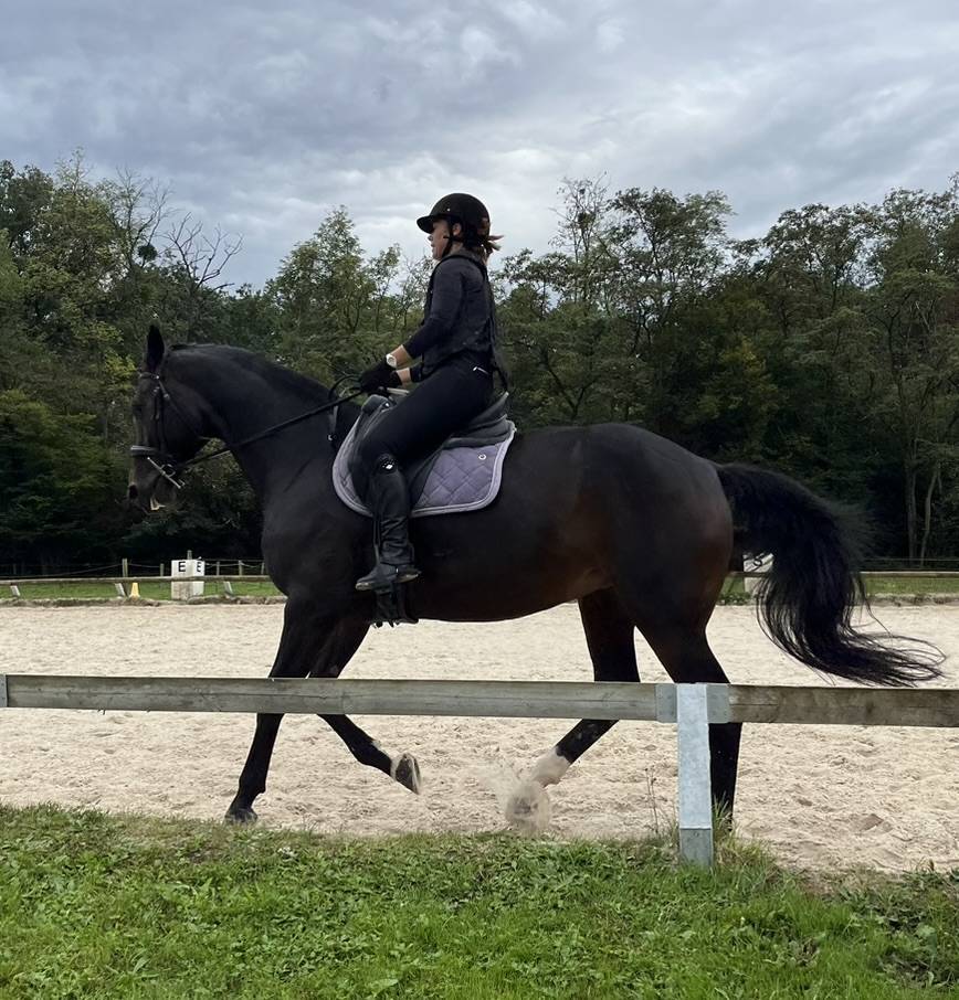 Yegua Silla Francés En venta 2016 Bayo moreno por Quaterbold du Payrol 