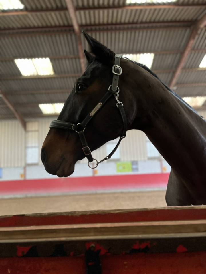 Yegua Silla Francés En venta 2016 Bayo moreno por Quaterbold du Payrol 