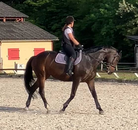 Yegua Silla Francés En venta 2016 Bayo moreno por Quaterbold du Payrol 