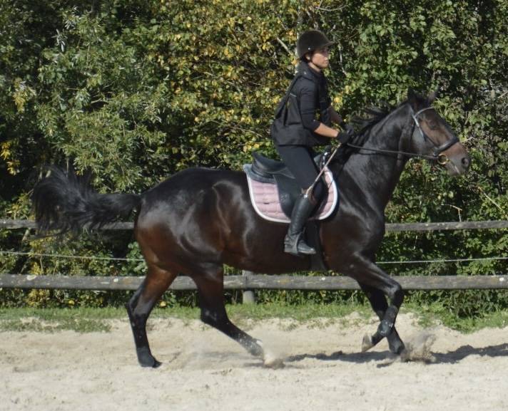 Yegua Silla Francés En venta 2016 Bayo moreno por Quaterbold du Payrol 