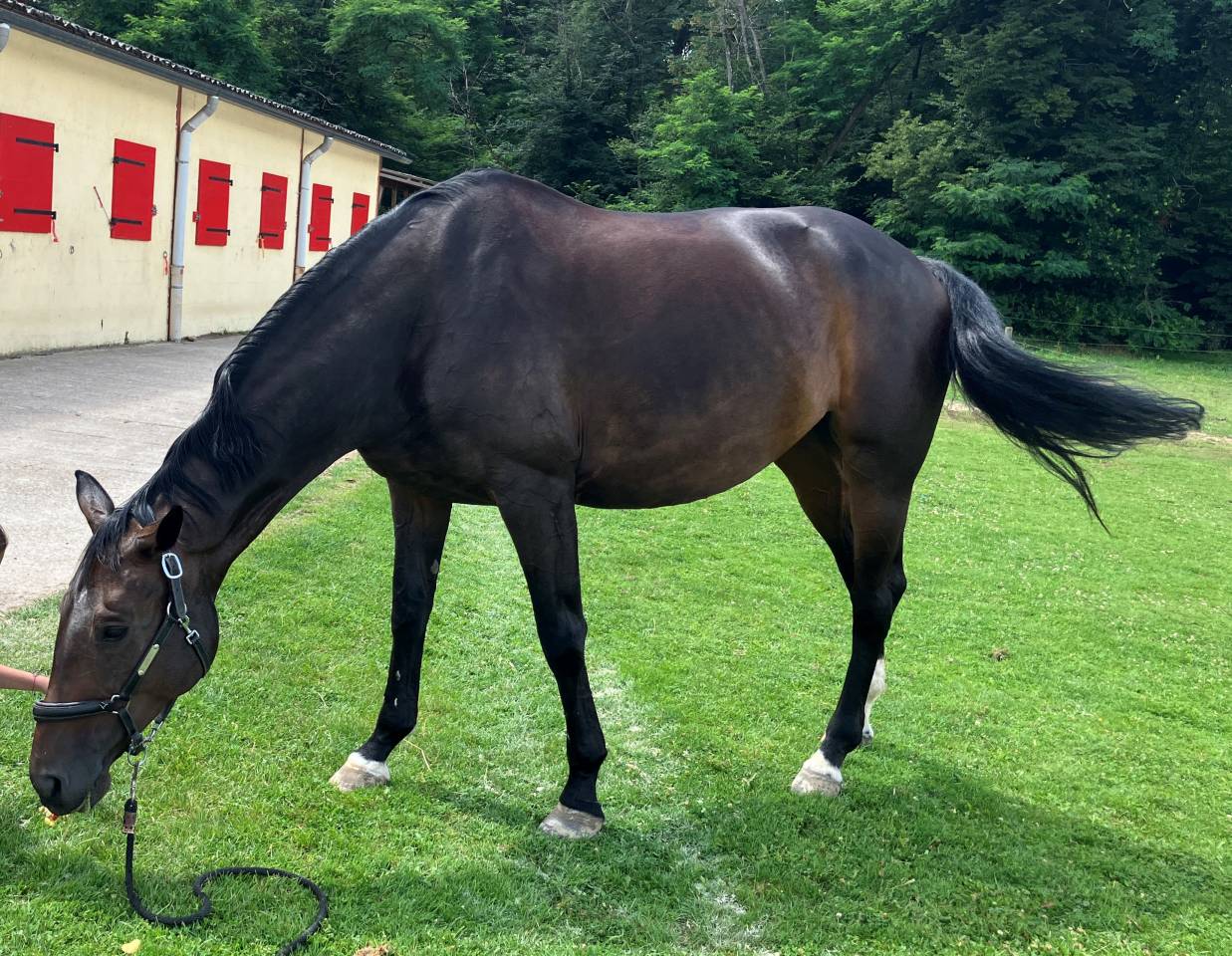 Yegua Silla Francés En venta 2016 Bayo moreno por Quaterbold du Payrol 