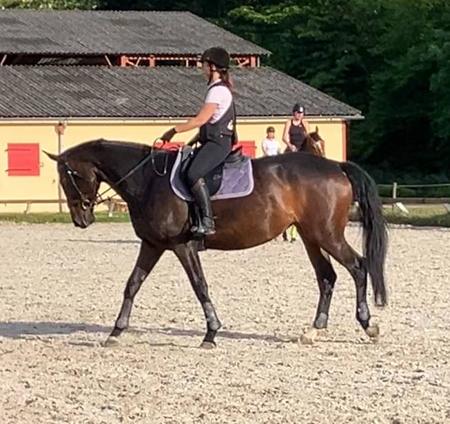 Yegua Silla Francés En venta 2016 Bayo moreno por Quaterbold du Payrol 