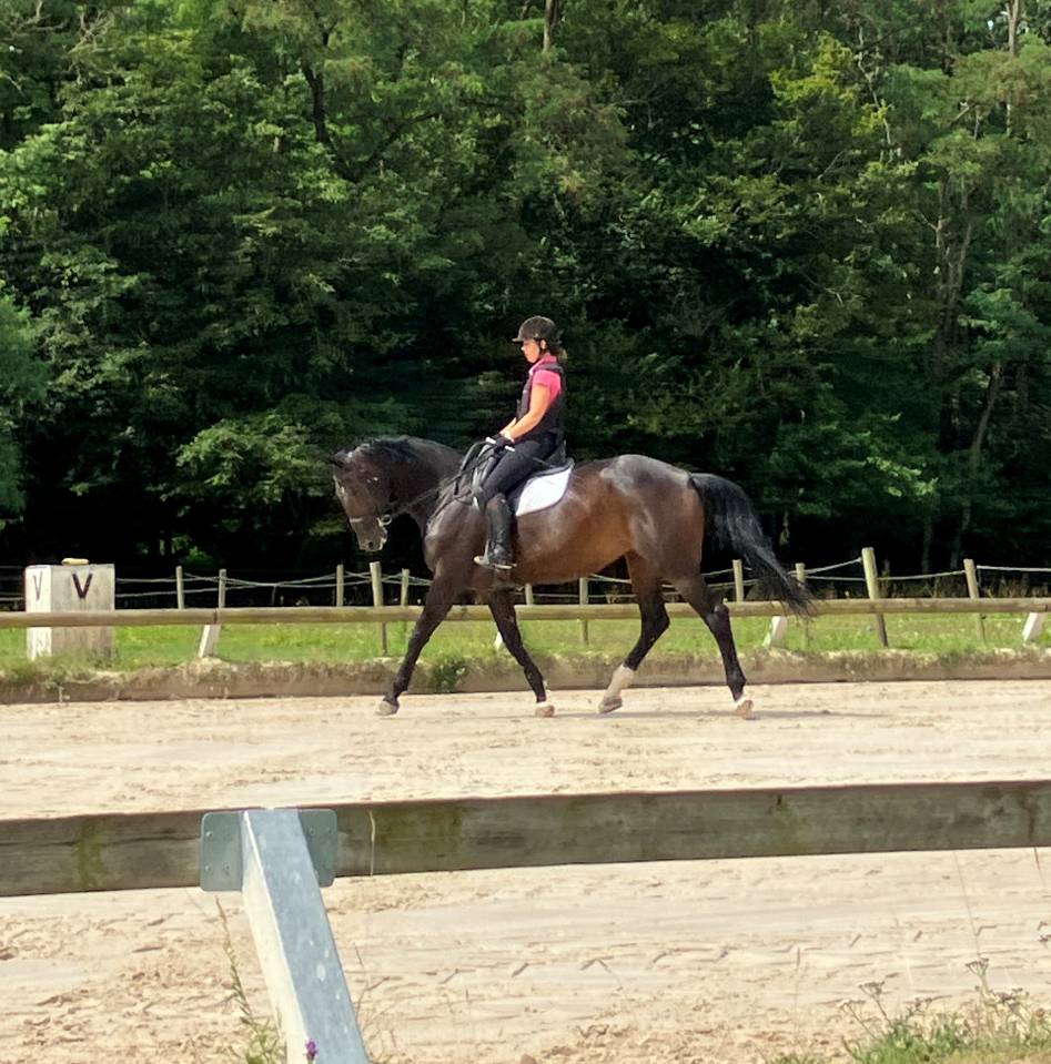 Yegua Silla Francés En venta 2016 Bayo moreno por Quaterbold du Payrol 