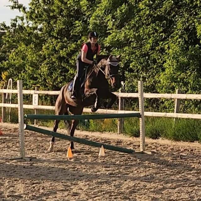 Yegua Silla Francés En venta 2016 Bayo moreno por Quaterbold du Payrol 