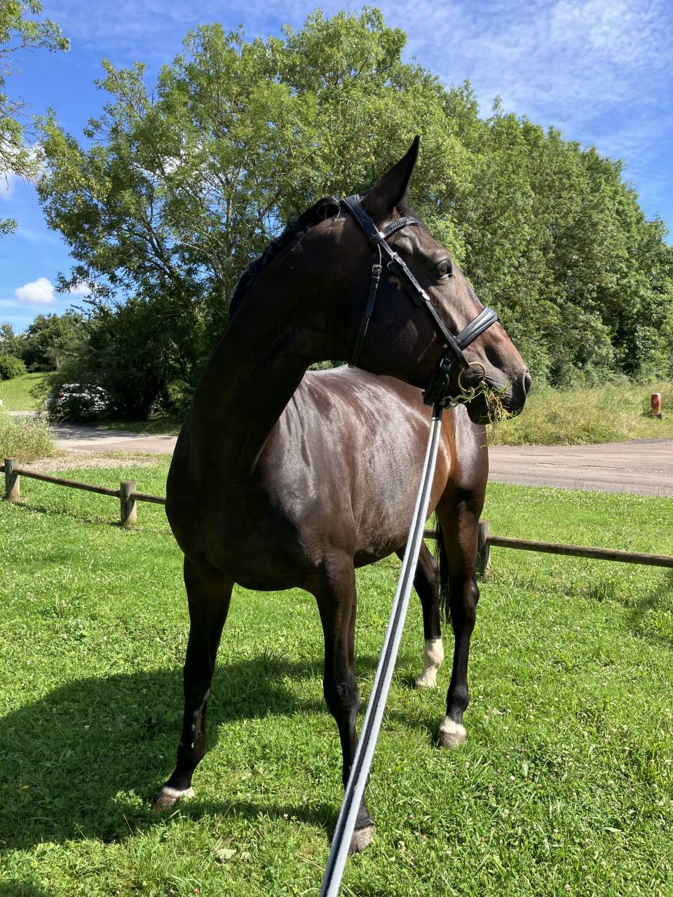 Yegua Silla Francés En venta 2016 Bayo moreno por Quaterbold du Payrol 