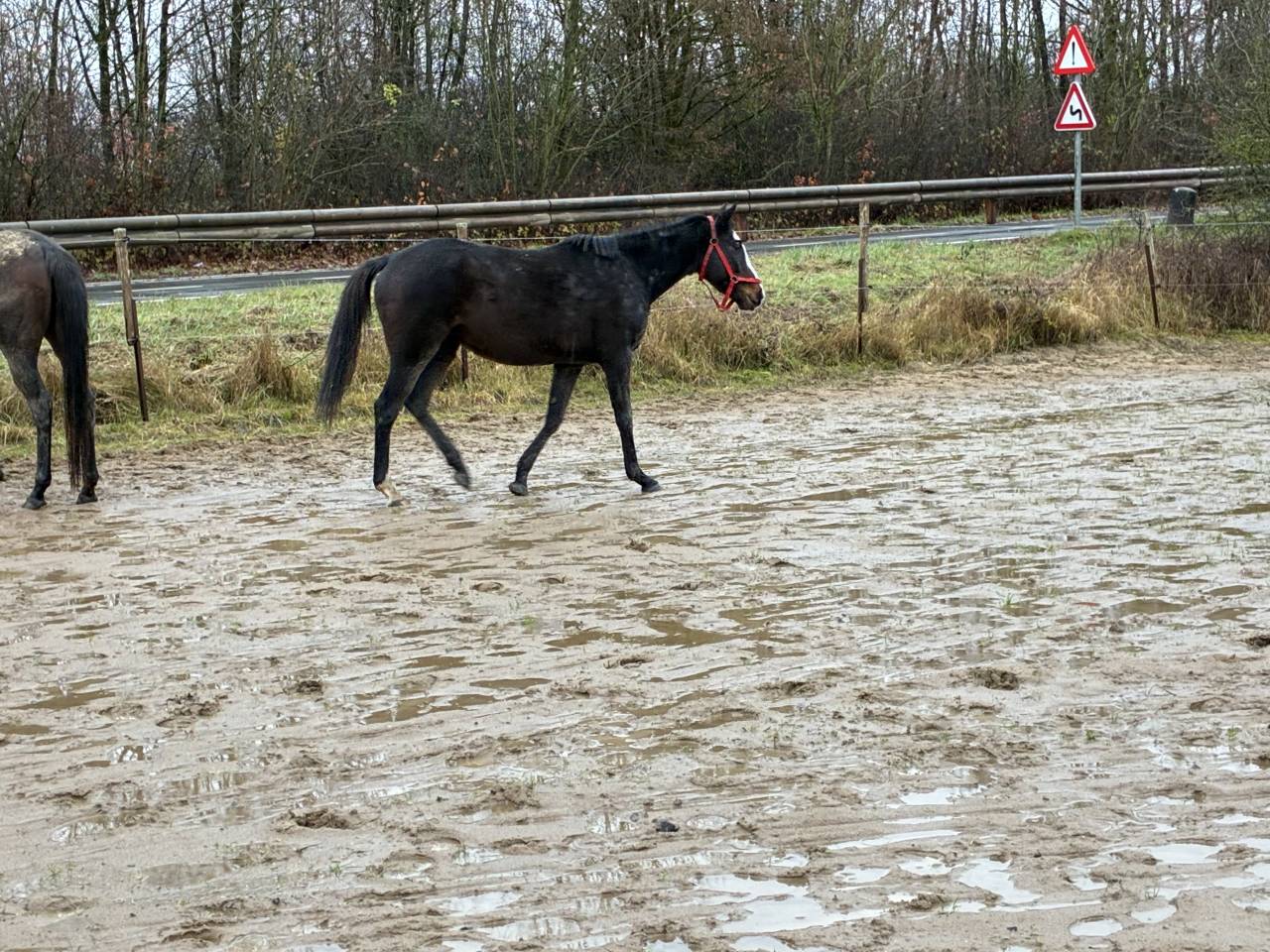 Yegua Media Sangre Irlandés En venta 2019 Bayo