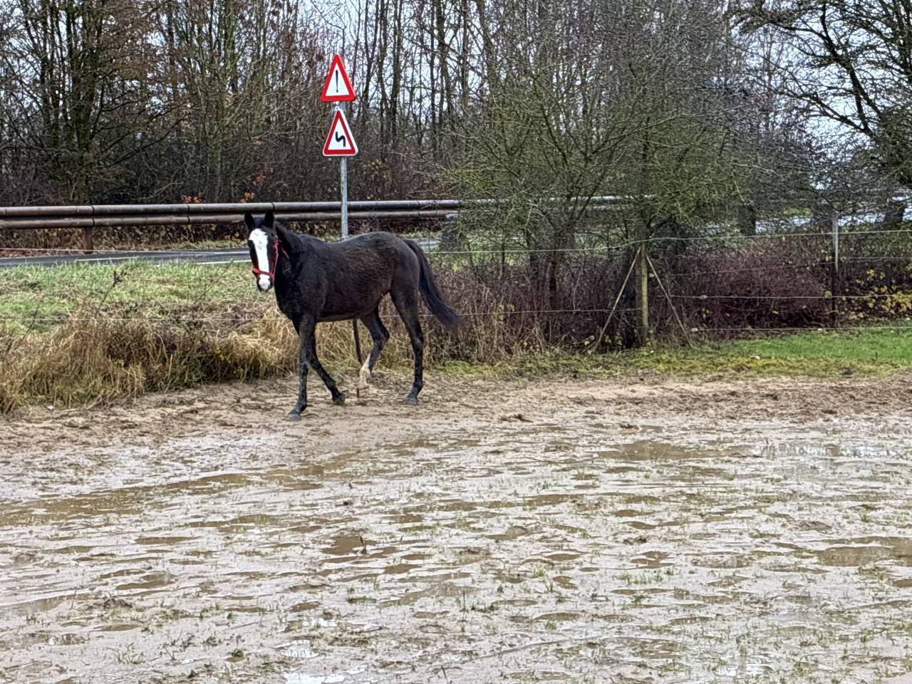 Yegua Media Sangre Irlandés En venta 2019 Bayo