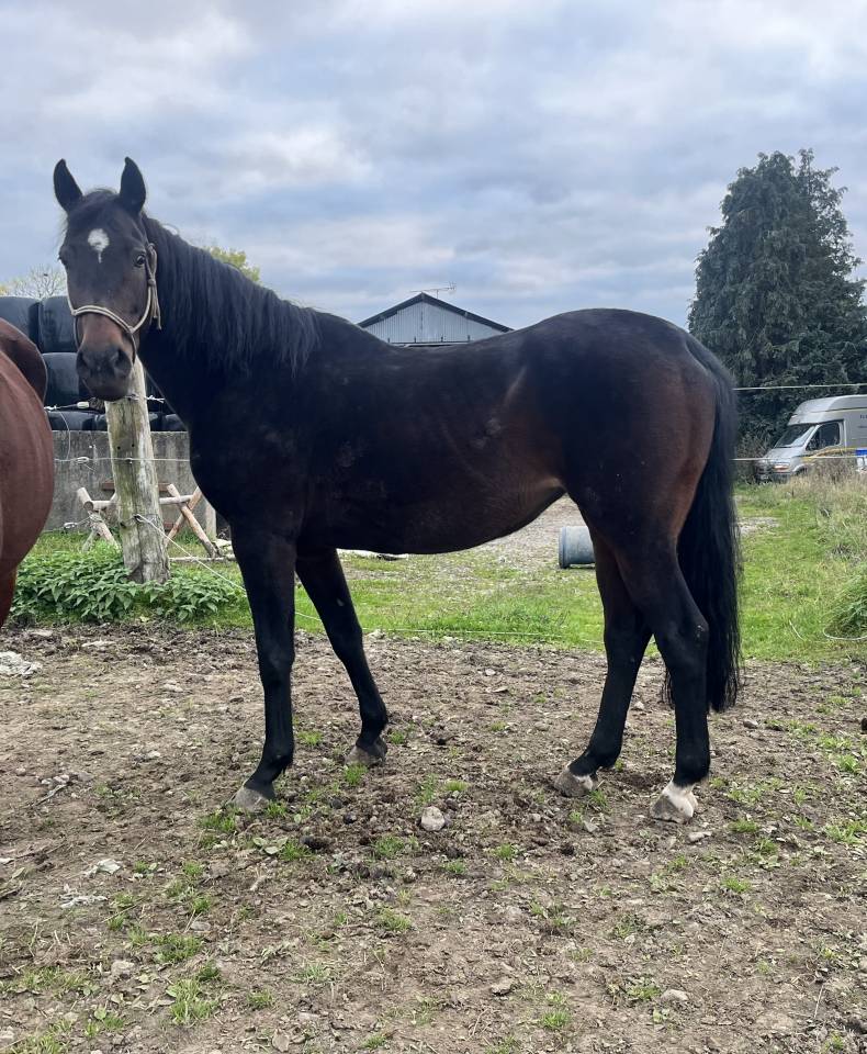 Yegua AES Anglo European Studbook En venta 2015 Bayo por Efremov